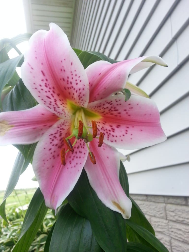 Five Minute Friday - Bloom - Julie Lefebure