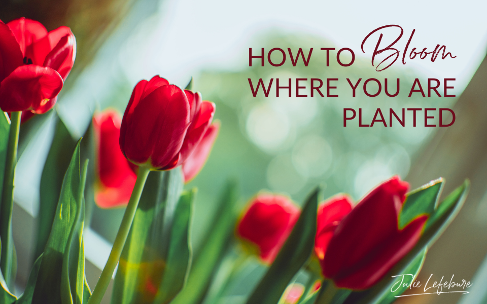 How to Bloom Where You Are Planted Part 1