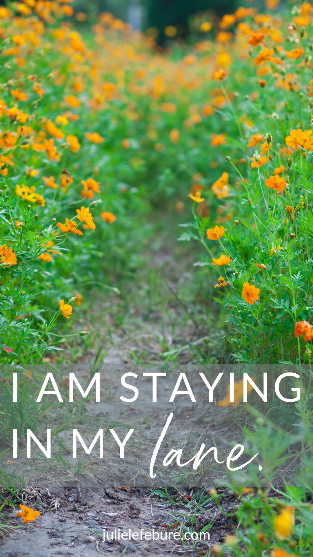 I am staying in my lane. | small lane with orange flowers