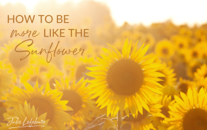 How to Be More Like the Sunflower | field of sunflowers with faded sun